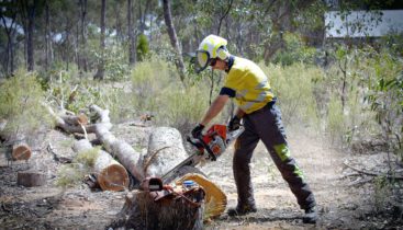 safe chainsaw cutting video